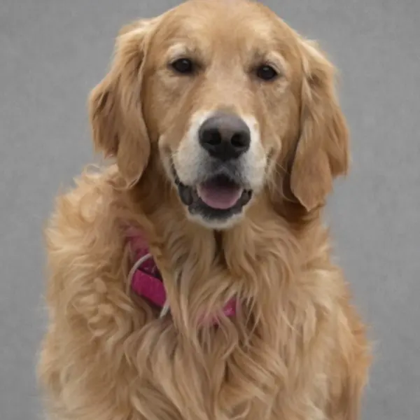 Dolezal Icon